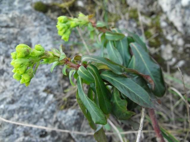 Monti di Palermo : Euphorbia amygdaloides